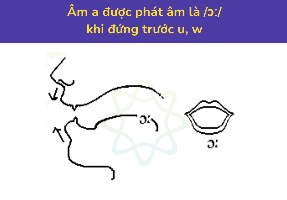 Âm a được phát âm là /ɔː/ khi đứng trước u, w