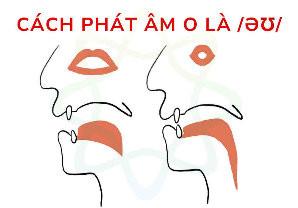 Chữ O phát âm là /əʊ/ khi phía sau là đuôi ach, ad, at