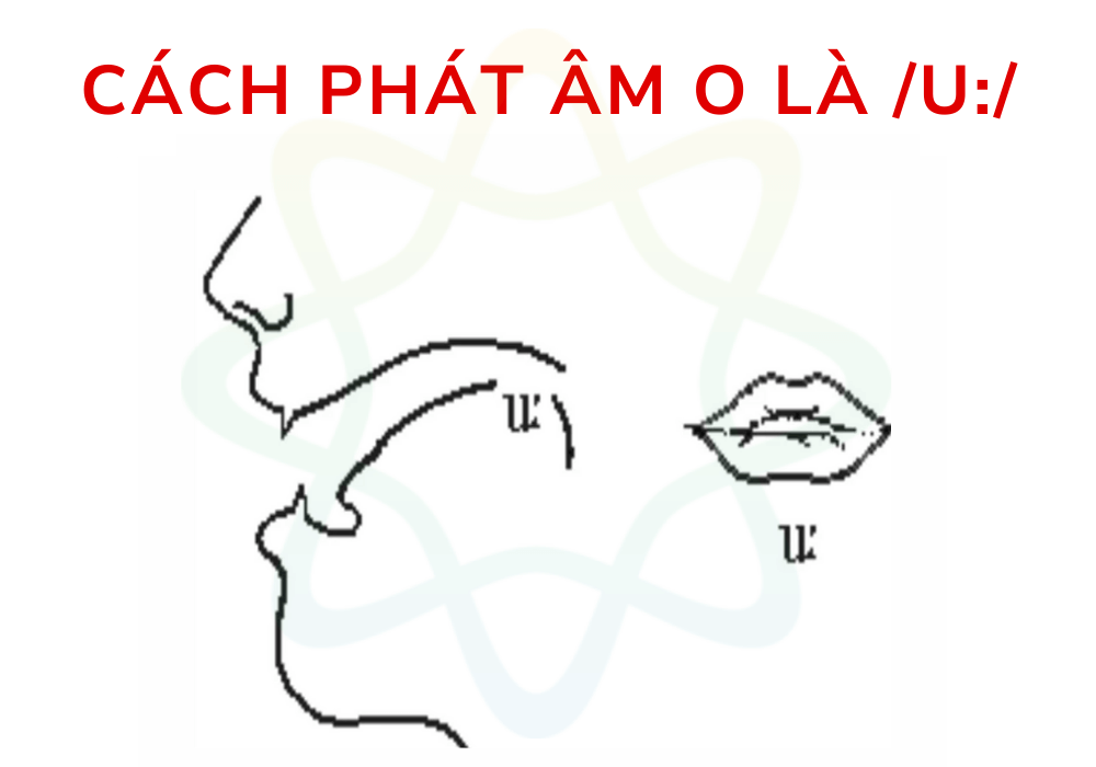 Cách phát âm O là /u:/