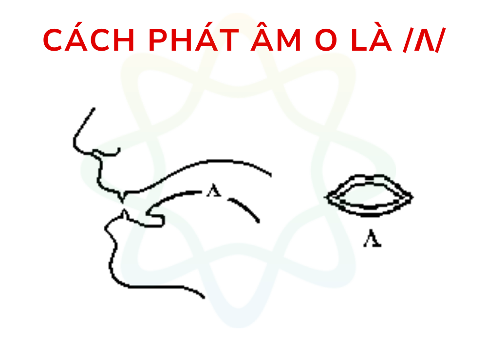 Chữ O phát âm là /ʌ/ khi đứng trước các phụ âm m, n, th, v