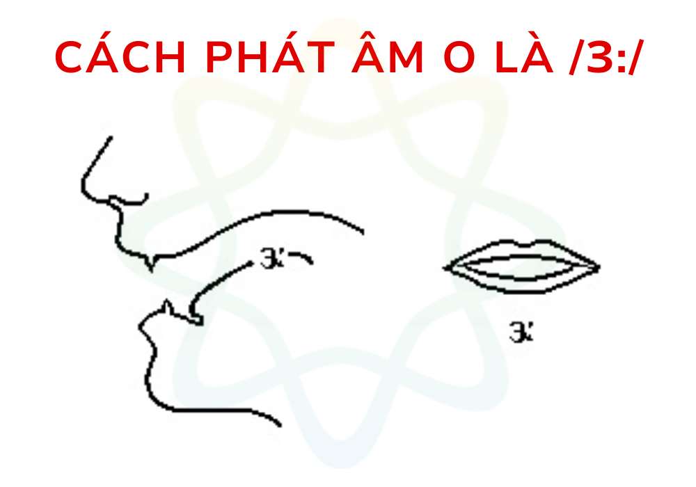 Chữ O phát âm là /ɜ:/ khi đứng trước r hoặc ur