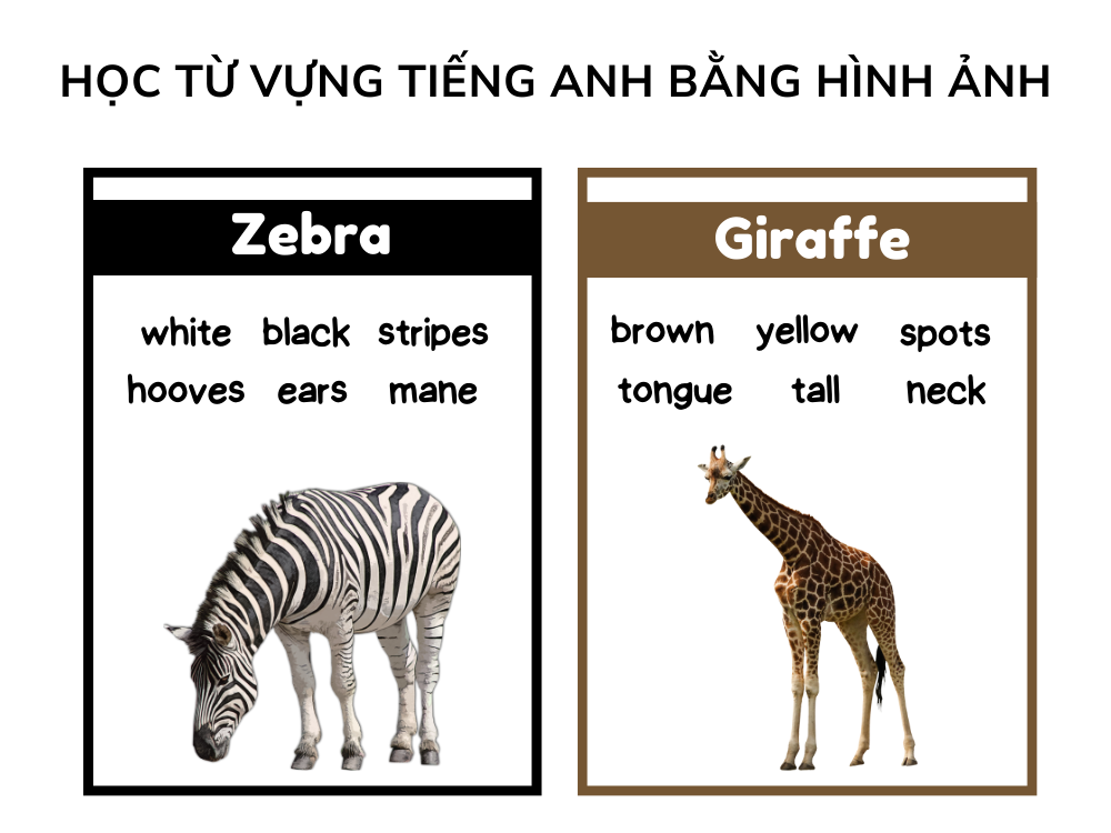 Cách học từ vựng nhanh thuộc nhớ lâu qua hình ảnh, bài hát