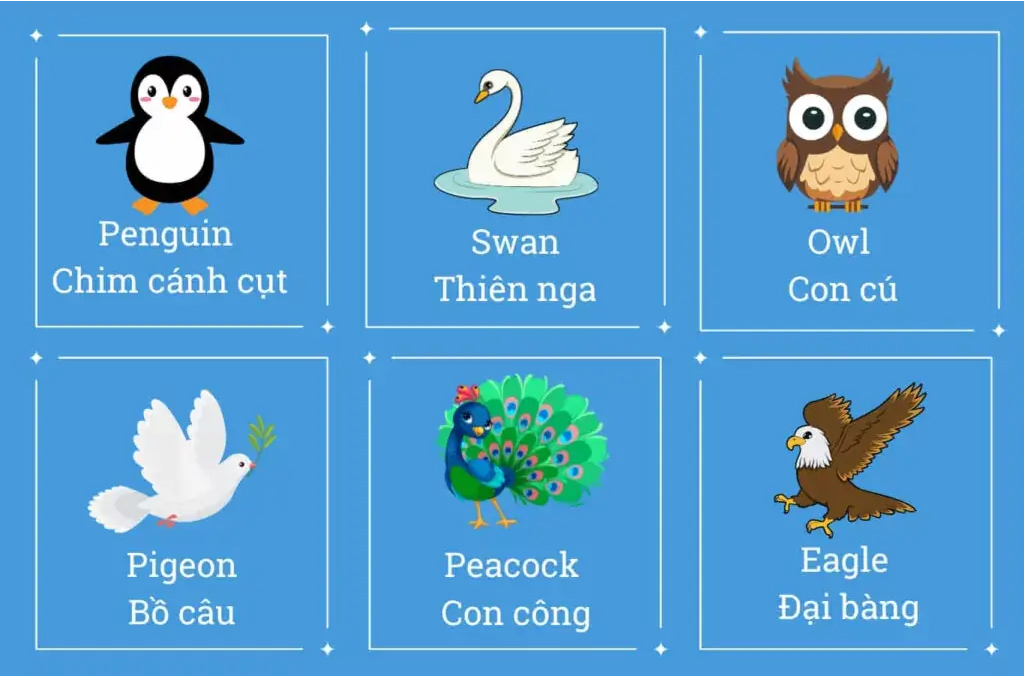 Các con vật trong tiếng Anh chủ đề các loài chim