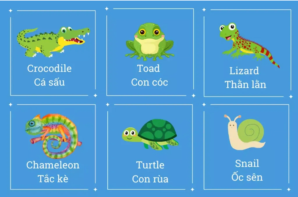 Từ vựng tiếng Anh về động vật lưỡng cư