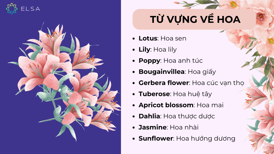 Từ vựng tiếng Anh thông dụng Oxford về các loài hoa