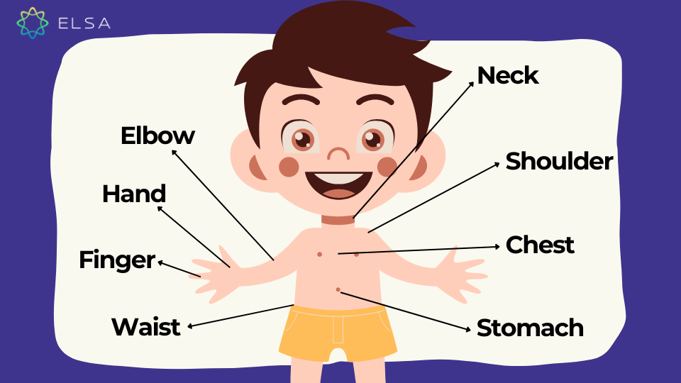 Từ vựng về các bộ phận cơ thể