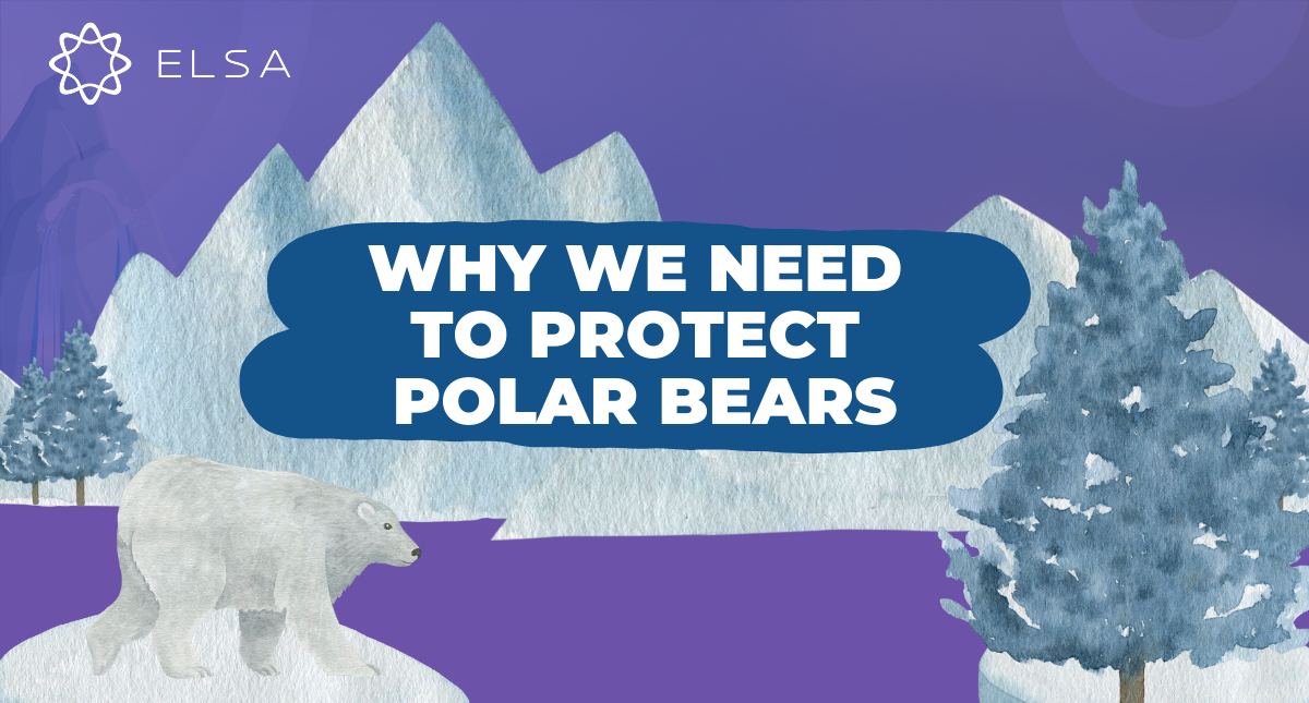 Đề thi mẫu và đáp án bài Why We Need To Protect Polar Bears IELTS