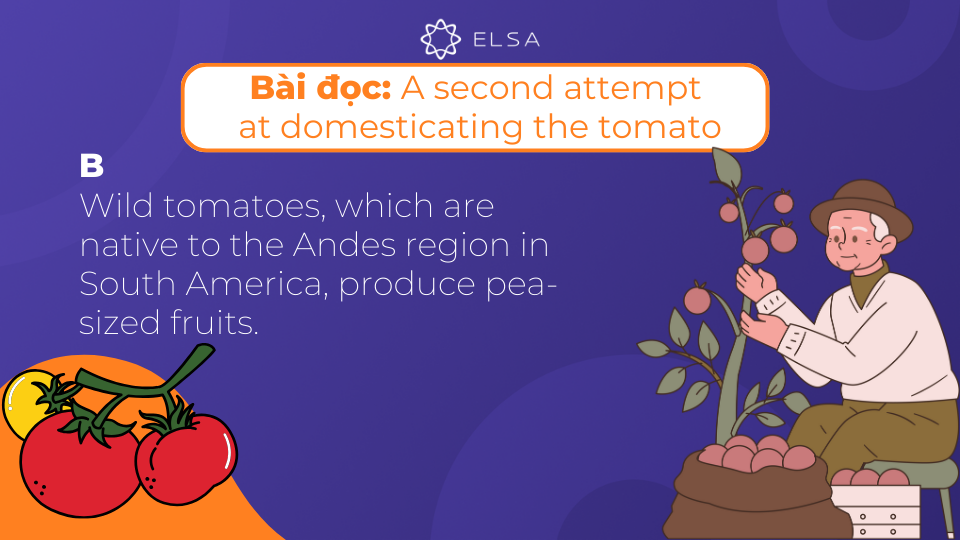 Bài đọc A second attempt at domesticating the tomato trong Test 2 của sách Cambridge IELTS 17 Bài đọc A second attempt at domesticating the tomato trong Test 2 của sách Cambridge IELTS 17