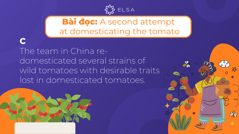 Đoạn văn gốc của bài đọc A second attempt at domesticating the tomato Đoạn văn gốc của bài đọc A second attempt at domesticating the tomato