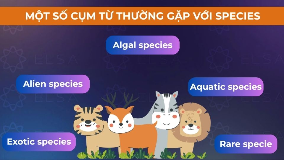 Một số cụm từ thường gặp với species
