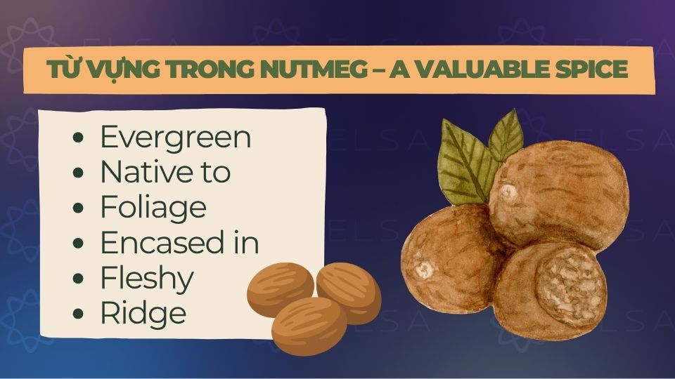 Từ vựng trong bài đọc Nutmeg – A Valuable Spice Từ vựng trong bài đọc Nutmeg – A Valuable Spice