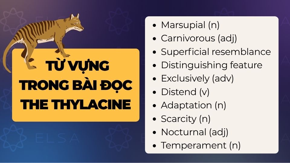 Tổng hợp từ vựng trong bài đọc The thylacine