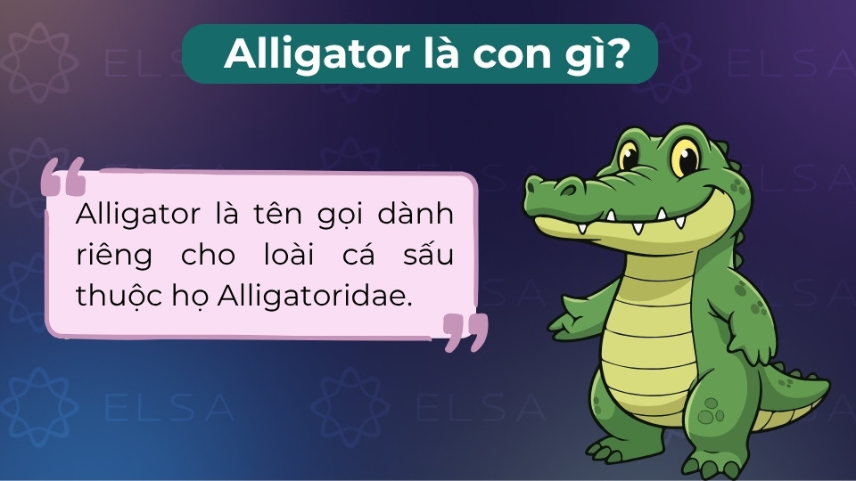 Alligator là loài bò sát mõm tròn hình chữ U, sống chủ yếu ở môi trường nước ngọt Alligator là loài bò sát mõm tròn hình chữ U, sống chủ yếu ở môi trường nước ngọt