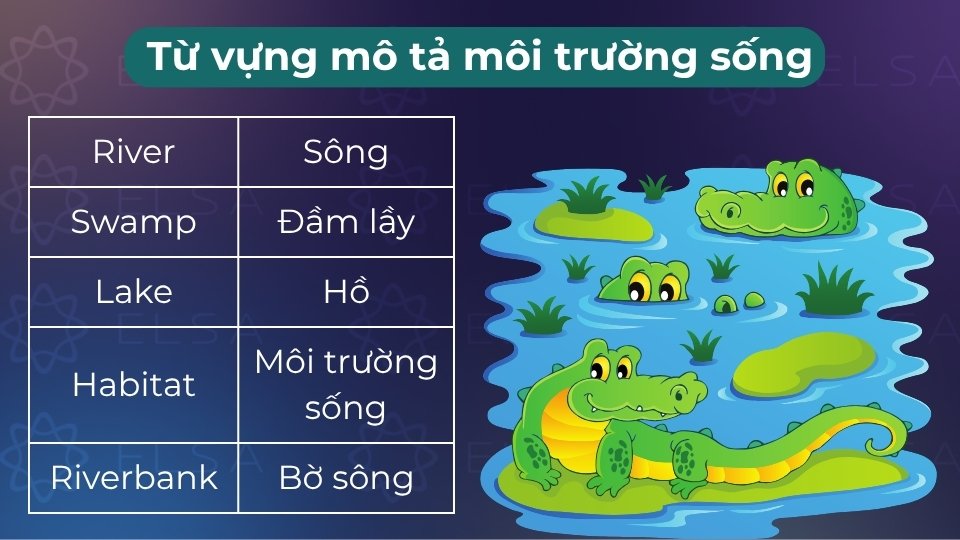Gồm các danh từ chỉ nơi ở như freshwater, saltwater, swamps hoặc habitats Gồm các danh từ chỉ nơi ở như freshwater, saltwater, swamps hoặc habitats