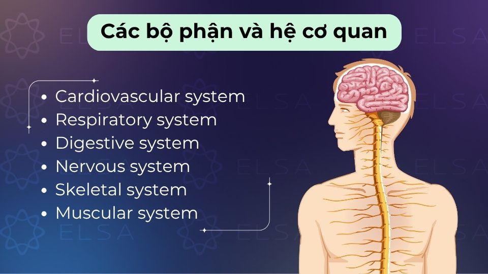 Gồm các hệ cơ quan như tiêu hóa (digestive), hô hấp (respiratory) và tuần hoàn (circulatory)