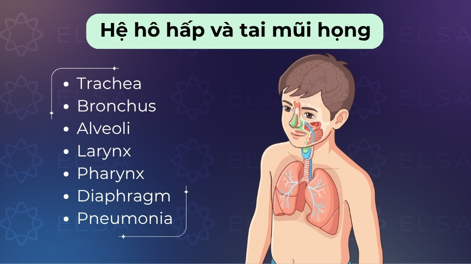 Bao gồm phổi (lungs), khí quản (trachea) và các bộ phận tai (ear), mũi (nose), họng (throat)