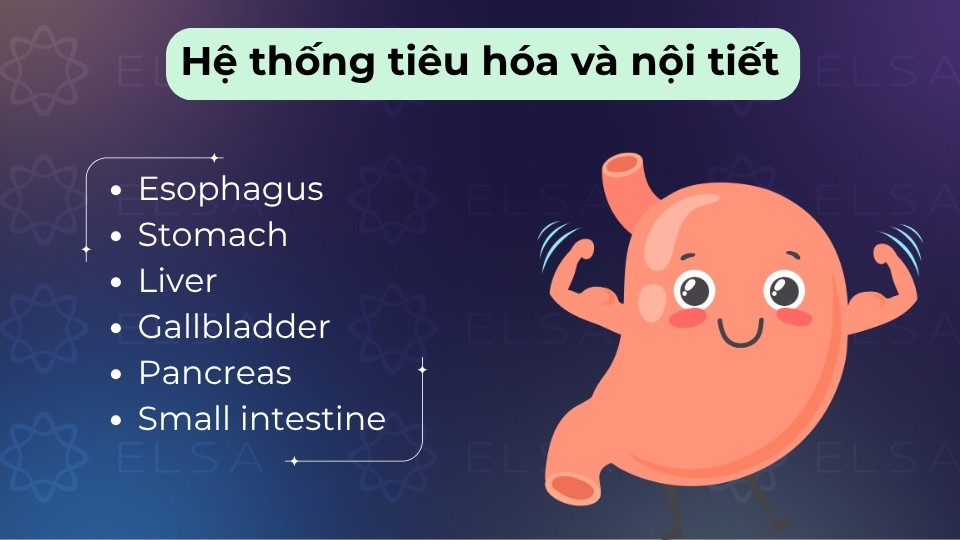 Hệ tiêu hóa và nội tiết gồm dạ dày (stomach), ruột (intestine), gan (liver) và tuyến (gland)