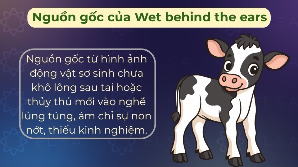 Nguồn gốc từ hình ảnh động vật sơ sinh, vùng da sau tai là nơi cuối cùng khô sau khi chào đời Nguồn gốc từ hình ảnh động vật sơ sinh, vùng da sau tai là nơi cuối cùng khô sau khi chào đời