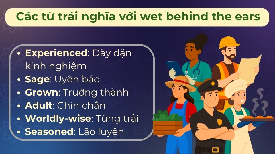 Các từ trái nghĩa gồm: experienced, seasoned, veteran, expert, old hand, hay professional Các từ trái nghĩa gồm: experienced, seasoned, veteran, expert, old hand,...