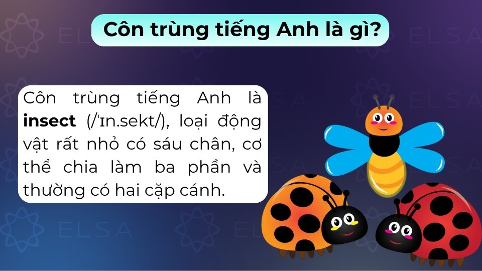 Côn trùng trong tiếng Anh là "insect", thường dùng để chỉ các sinh vật nhỏ có 6 chân