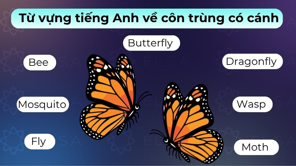 Các loài côn trùng có cánh tiêu biểu gồm có butterfly, bee, mosquito, fly và dragonfly