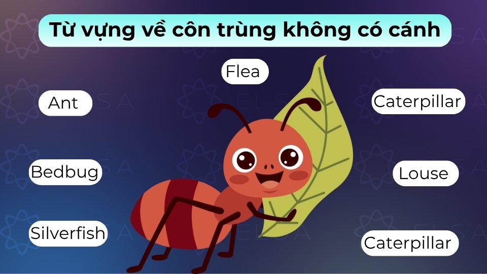 Một số loài côn trùng không cánh phổ biến là ant, spider, centipede, caterpillar và worm