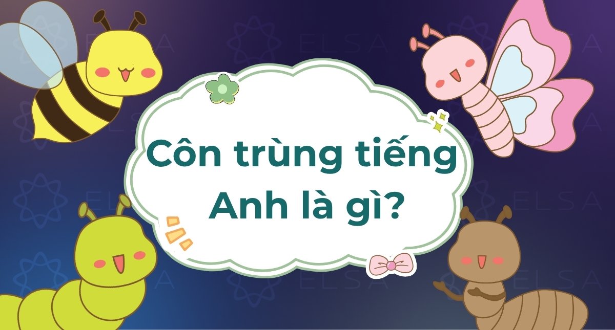 Côn trùng tiếng Anh là gì? Tổng hợp từ vựng các loài côn trùng