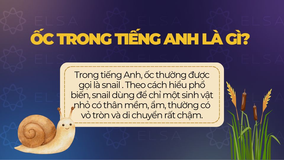 Ốc thường được gọi là snail trong tiếng Anh