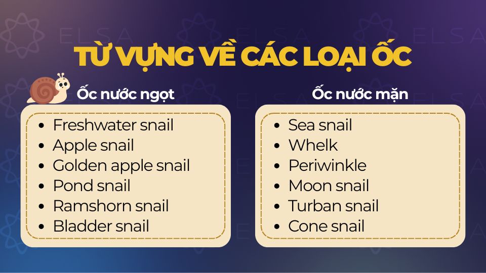 Từ vựng tiếng Anh về ốc nước ngọt và ốc nước mặn