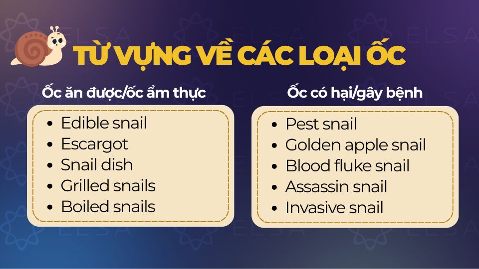 Từ vựng tiếng Anh về ốc ăn được và ốc có hại
