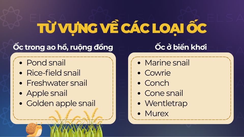 Từ vựng tiếng Anh về ốc biển khơi và ốc ao hồ, ruộng đồng