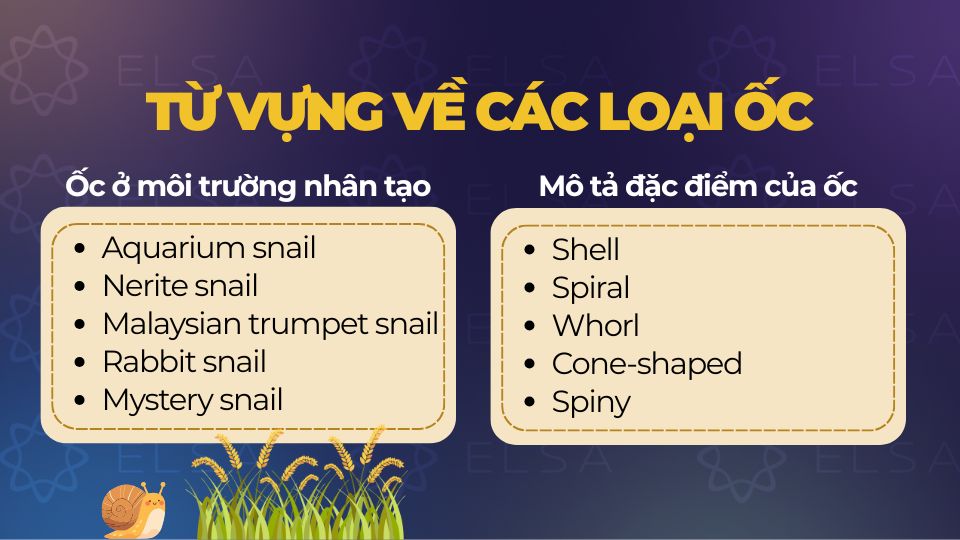 Từ vựng tiếng Anh về ốc trong môi trường nhân tạo và đặc điểm của ốc