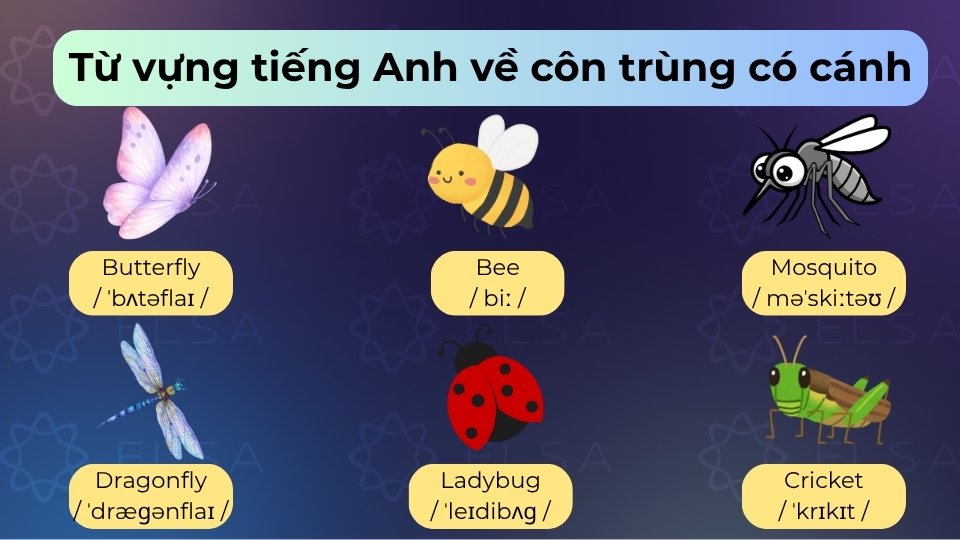 Các loài côn trùng có cánh tiêu biểu gồm có butterfly, bee, mosquito, fly và dragonfly