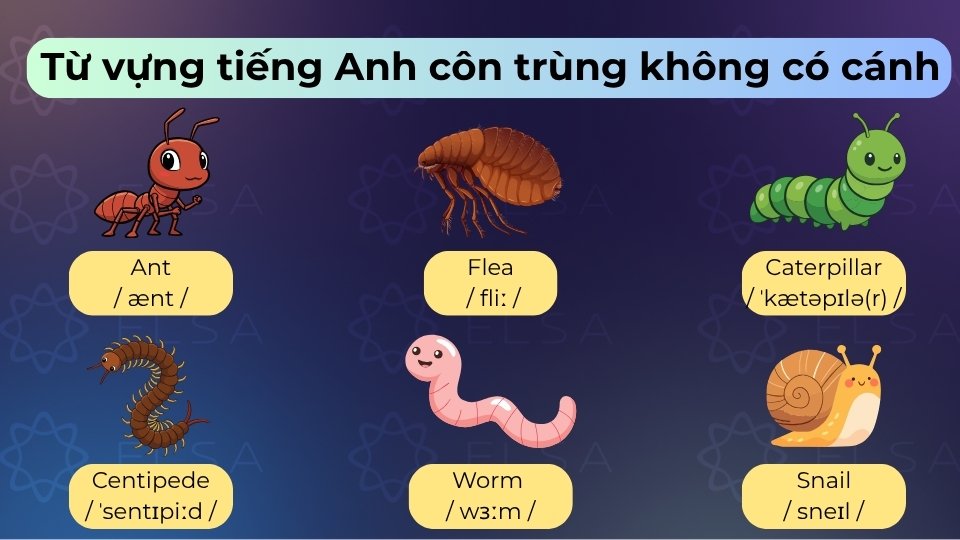 Một số loài côn trùng không cánh phổ biến là ant, centipede, caterpillar và worm
