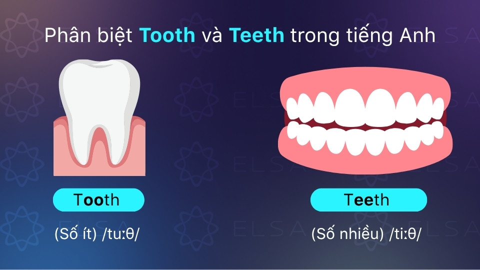 Phân biệt Tooth và Teeth trong tiếng Anh