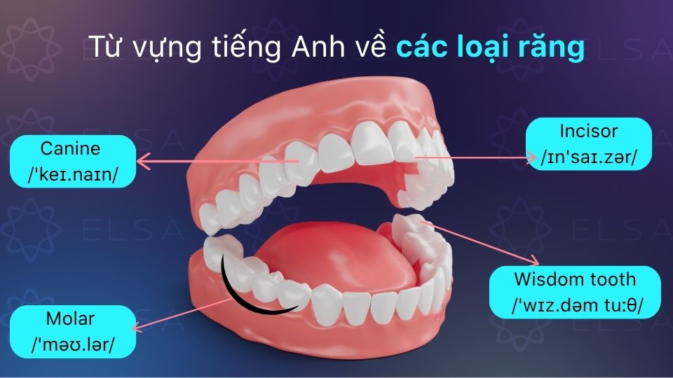 Tên các loại răng trong tiếng Anh