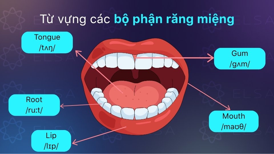 Từ vựng tiếng Anh về khoang miệng