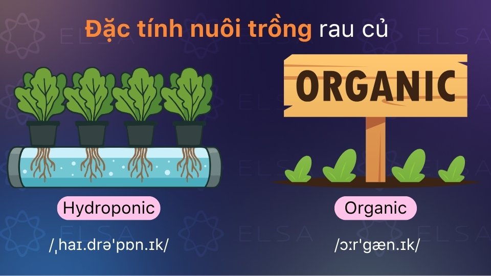 Từ vựng về phương pháp trồng rau củ trong tiếng Anh