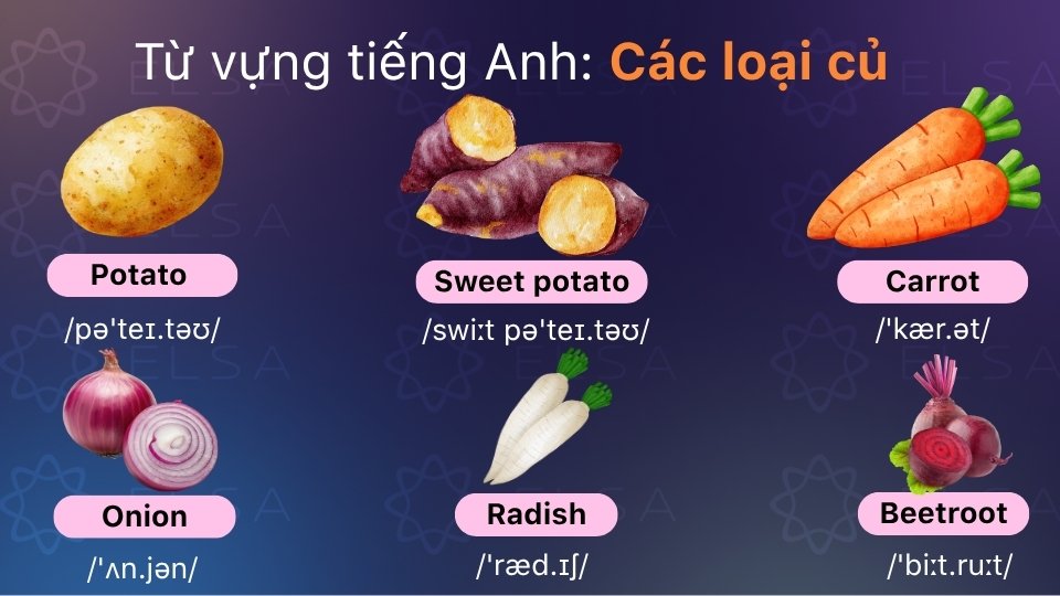 Từ vựng tiếng Anh về các loại củ (Roots and Tubers)