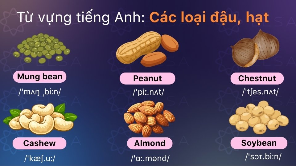 Từ vựng về các loại đậu bằng tiếng Anh
